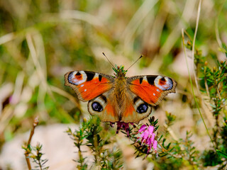 Close-up of a pretty butterfly looking for food, taken in Germany on a sunny day.