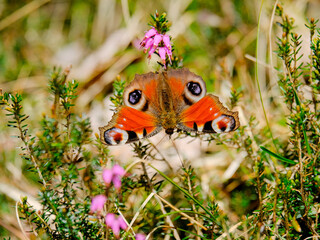 Close-up of a pretty butterfly looking for food, taken in Germany on a sunny day.