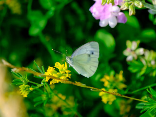 Close-up of a pretty butterfly looking for food, taken in Germany on a sunny day.