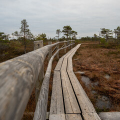 Pine-Scented Trail: Winding Wooden Path Through the Autumn Swamp