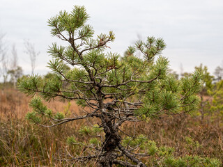 Rustic Splendor: Textured Tree with Autumn's Charm in the Swamp