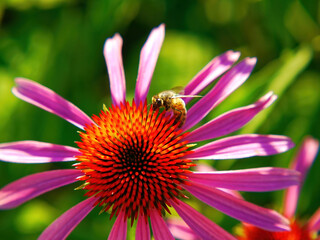 Bee collecting nectar on a beautiful flower