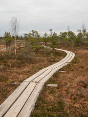 Eco-Explorer's Haven: Trekking the Wooden Path Across the Swamp