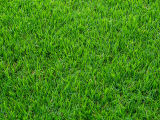 green grass texture, natural background