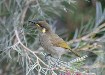 Resting on the branch