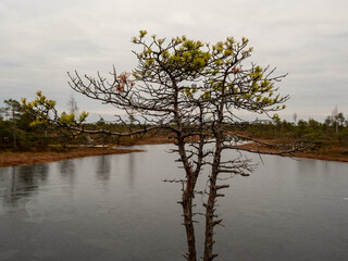 Marshland Sentinel: A Tree in Autumn Amid Slightly Frozen Lakes