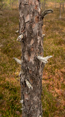 Rustic Mosaic: Textured Tree Weaving Autumn's Magic in the Swamp