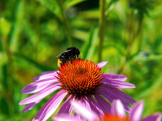 Bee collecting nectar on a beautiful flower