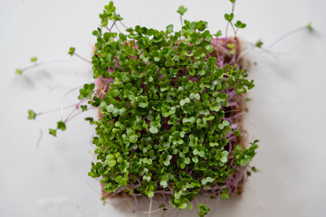 fresh herbs in a bowl