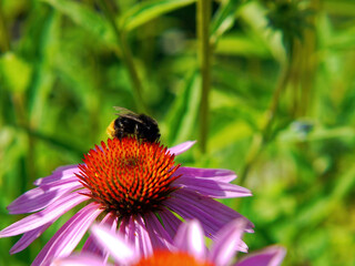 Bee collecting nectar on a beautiful flower