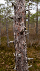 Enchanted Foliage: Textured Tree Amidst the Mystical Autumn Swamp