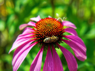 Bee collecting nectar on a beautiful flower