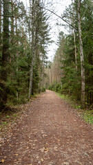 Fototapeta na wymiar Woodland Trail: Embracing Nature's Path on the Dirt Road into the Woods