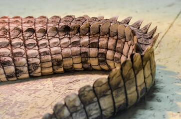 alligator crocodile skin in detail close up
