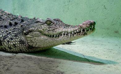 crocodile head isolated close up on a green background
