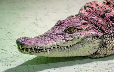 crocodile head isolated close up on a green background