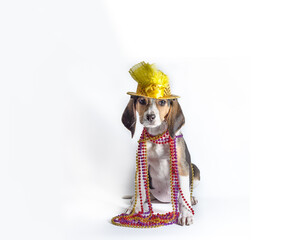 mardi gras puppy with long ears in multi-colored beads and carnival hat on white background © Sofiia