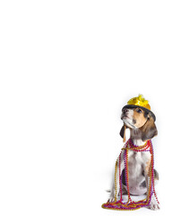 mardi gras puppy with long ears in multi-colored beads and carnival hat on white background