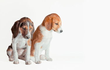 two estonian hound puppies are sad on a white background