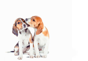 two estonian hound puppies play on a white background