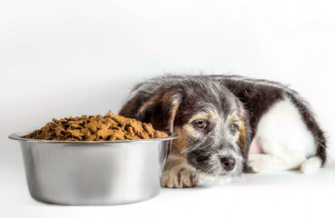 shaggy puppy mongrel with a bowl of dry food