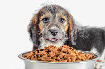 shaggy puppy mongrel with a bowl of dry food