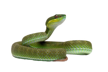 Trimeresurus Insularis closeup on isolated background, Indonesian viper snake closeup