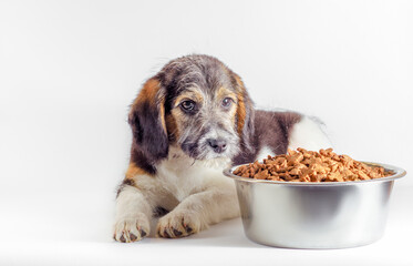 shaggy puppy mongrel with a bowl of dry food
