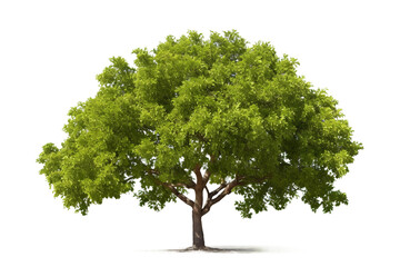 Pecan Tree on White Isolated on a transparent background - obrazy, fototapety, plakaty