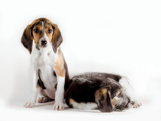 pair of mutts puppy on a white background