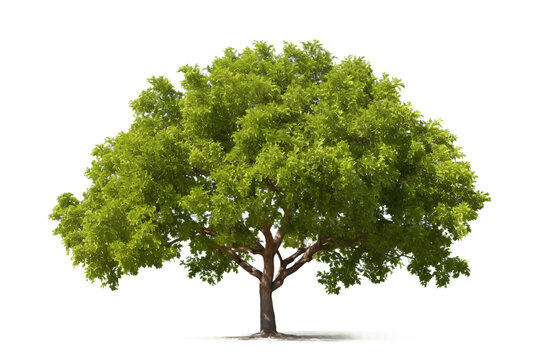 Pecan Tree on White Isolated on a transparent background