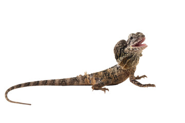 Chlamydosaurus kingii lizard on isolated background, Baby Chlamydosaurus kingii lizard closeup