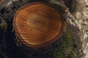 View of an old wooden trunk