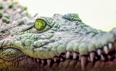 crocodile head isolated close up on a green background
