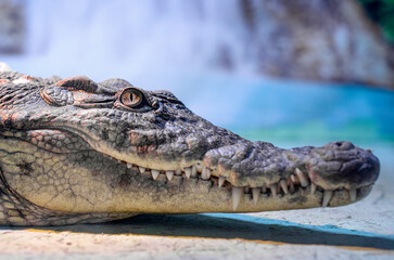 crocodile head with toothy mouth and green eye closeup