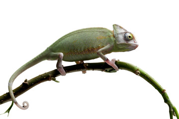 Baby chameleon veiled on branch, Baby veiled chameleon closeup