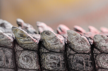 alligator crocodile skin in detail close up