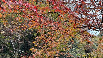 紅葉