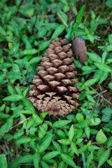 Fallen Pinecone II