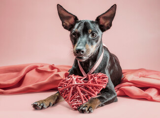 little curious puppy miniature pinscher with heart valentines day decor