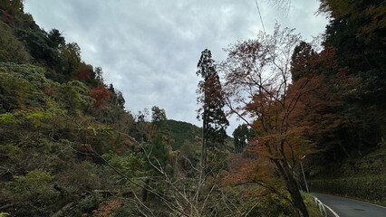 紅葉