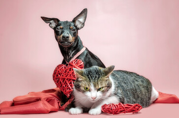 cunning miniature pinscher puppy and gray cat with valentines day decor close up