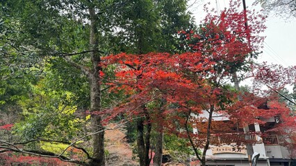 紅葉