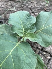 close up of fresh green eggplant leaf on the nature