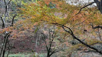 紅葉