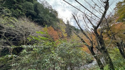 紅葉