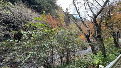 紅葉