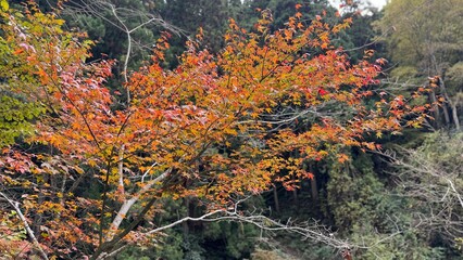 紅葉