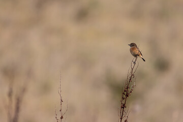 Stonechat (Saxicola rubicola) perched on a seedhead in Autumn. Yorkshire, UK in November