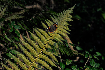 Nice black and brown butterfly in nature